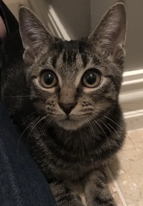 Lost cat in Cleveland, OH, 44120