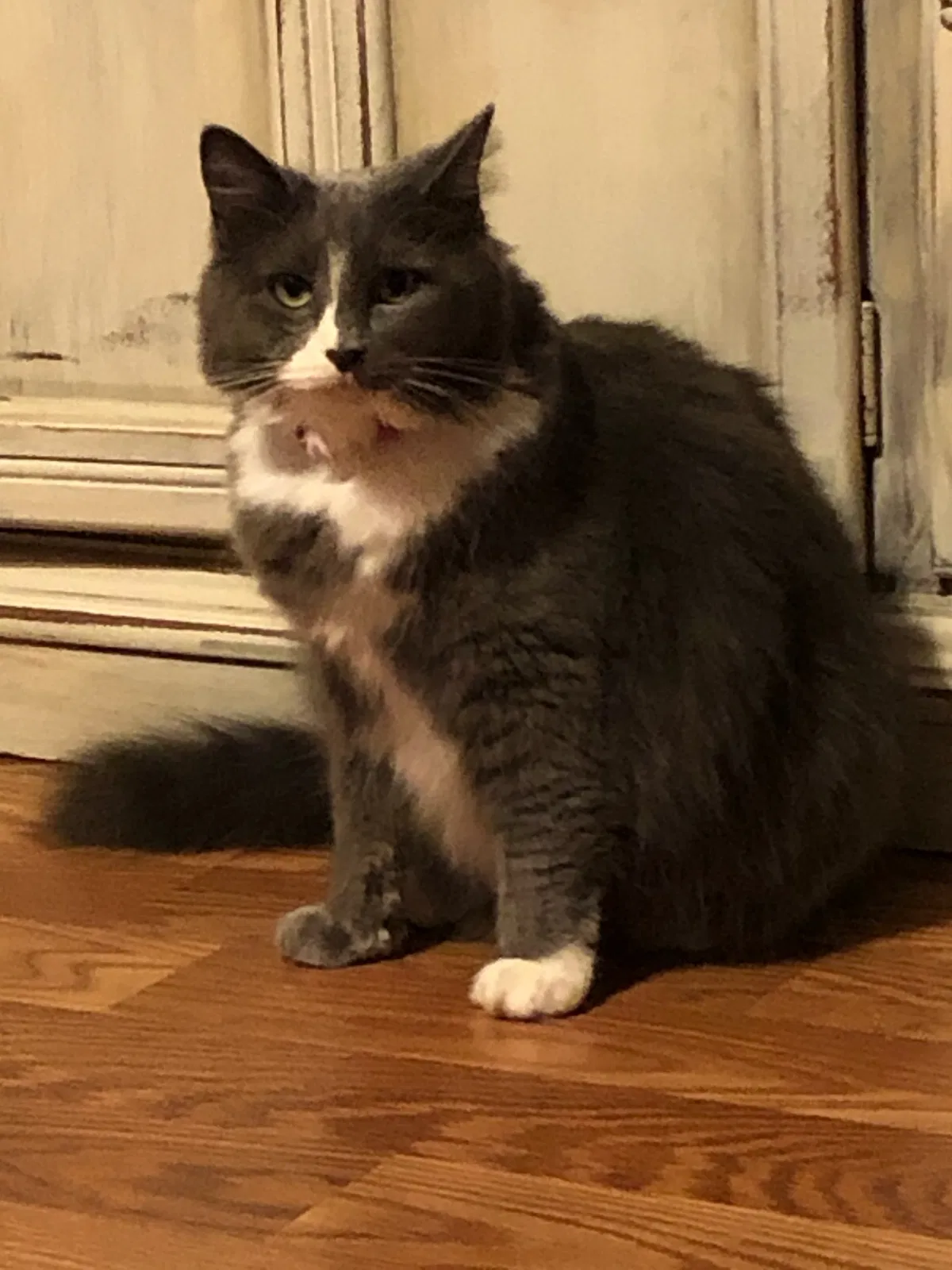 Lost cat in Phenix City, AL, 36867