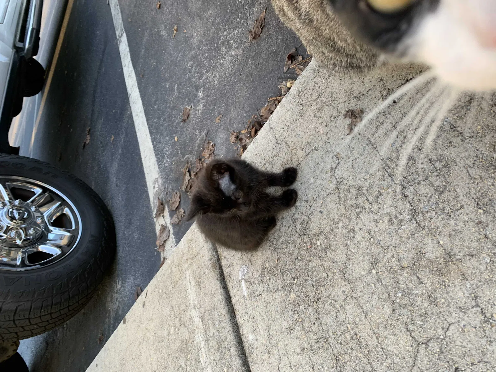 Lost cat in Columbia, SC, 29210
