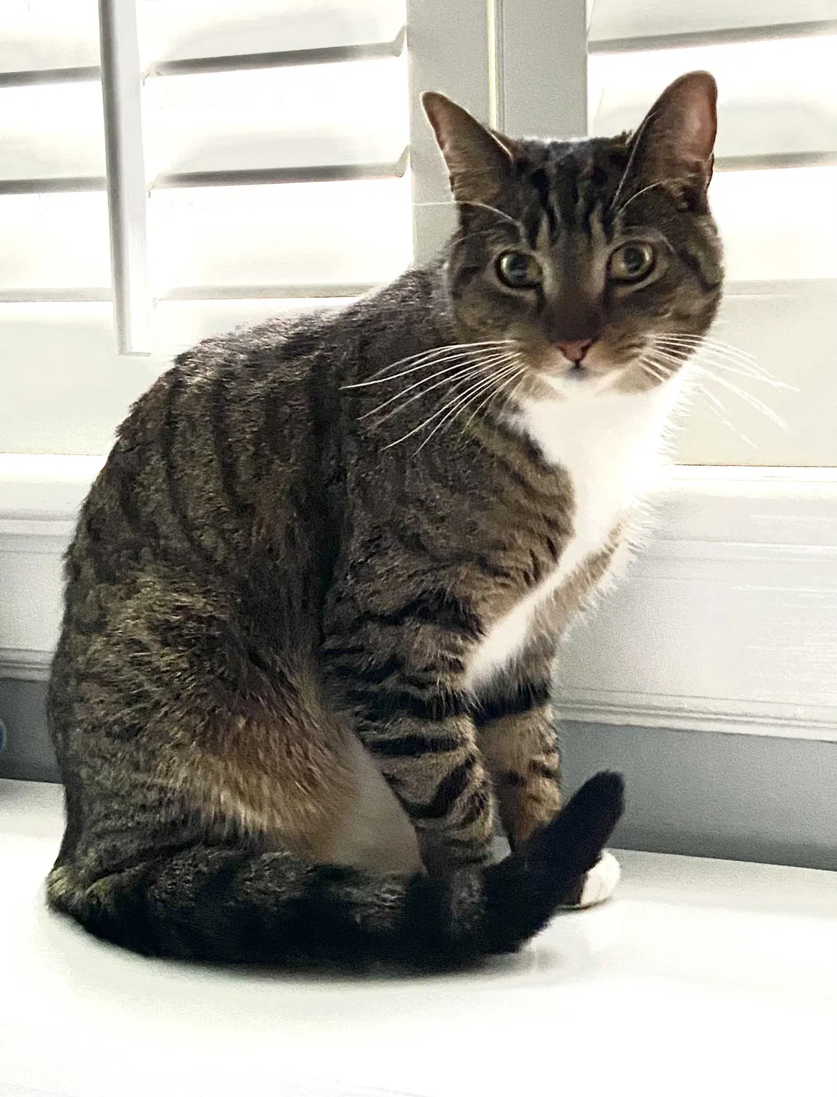 Lost cat in Richmond, VA, 23226