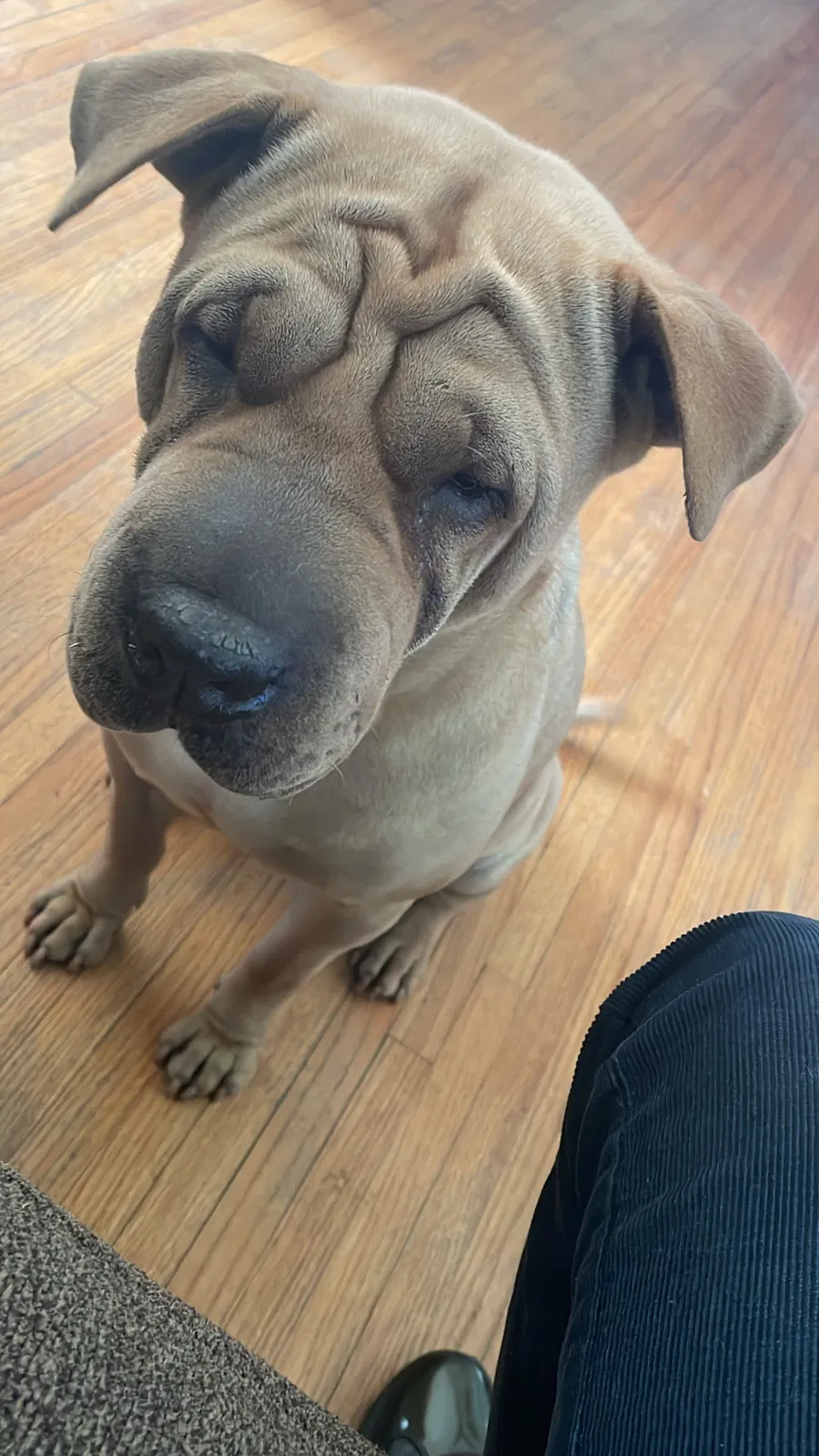 Lost dog in Huntington Park, CA, 90255