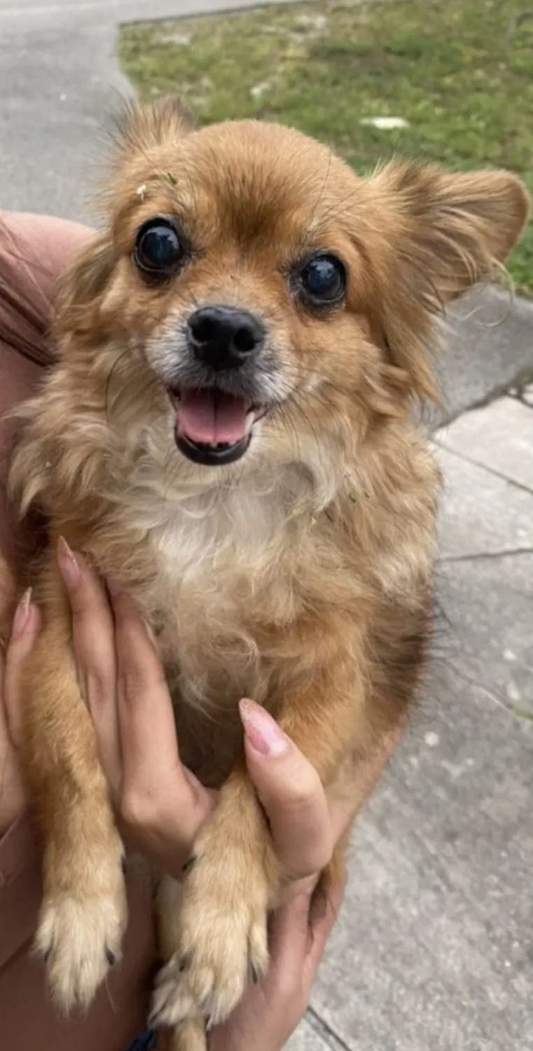 Lost dog in Miami, FL, 33168