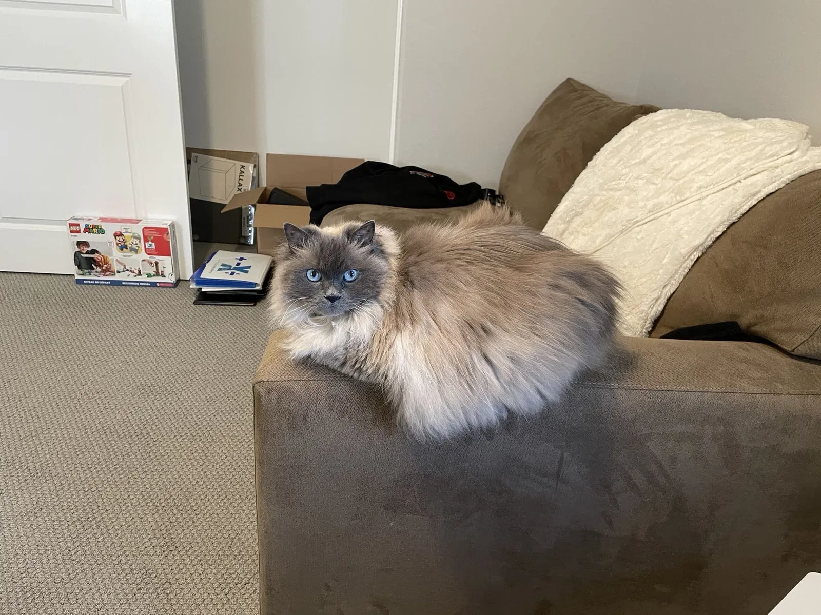 Lost cat in Hayward, CA, 94545