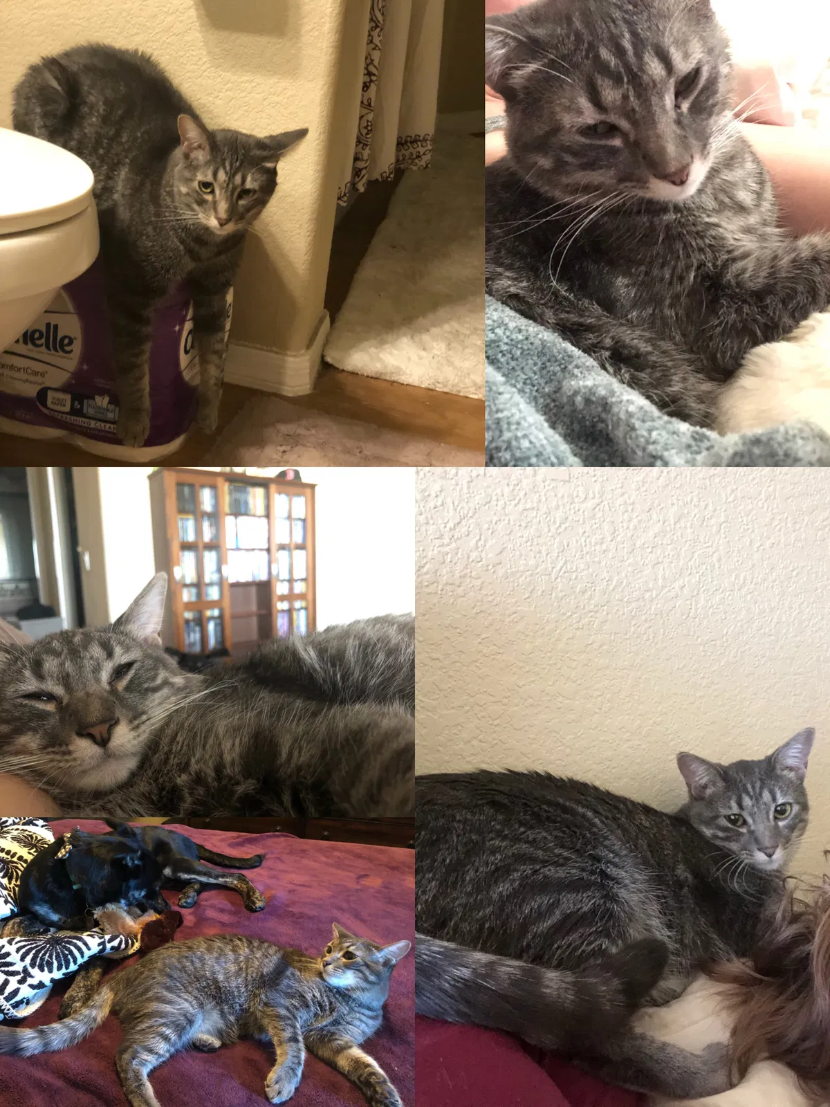 Lost cat in Chandler, AZ, 85248