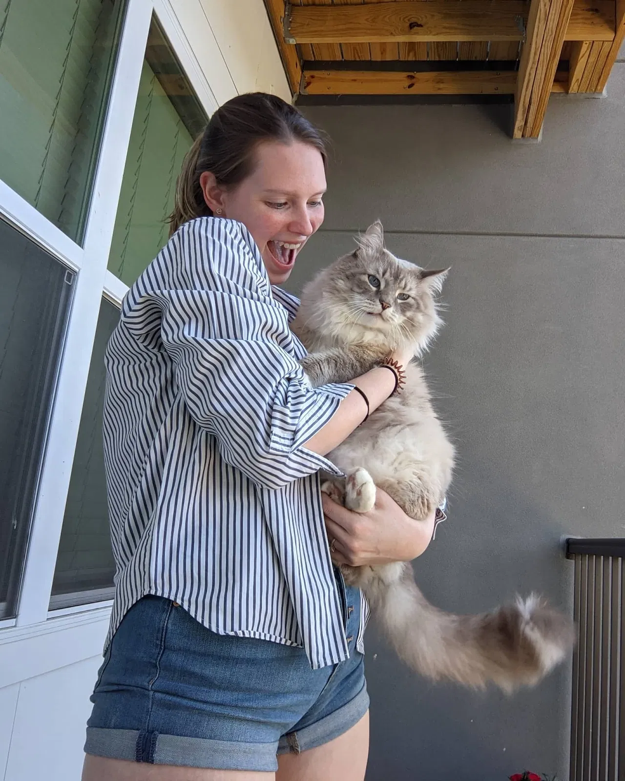Lost cat in Fairfield, OH, 45014