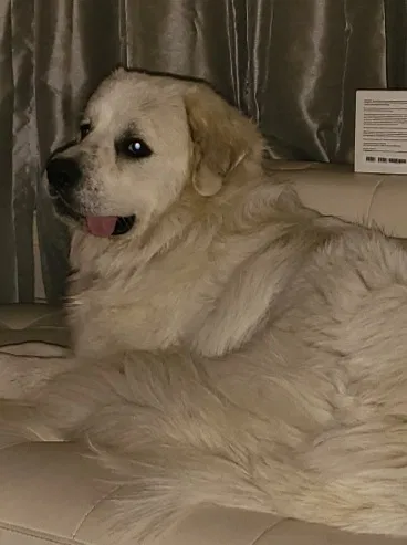 Lost dog in Pensacola, FL, 32534
