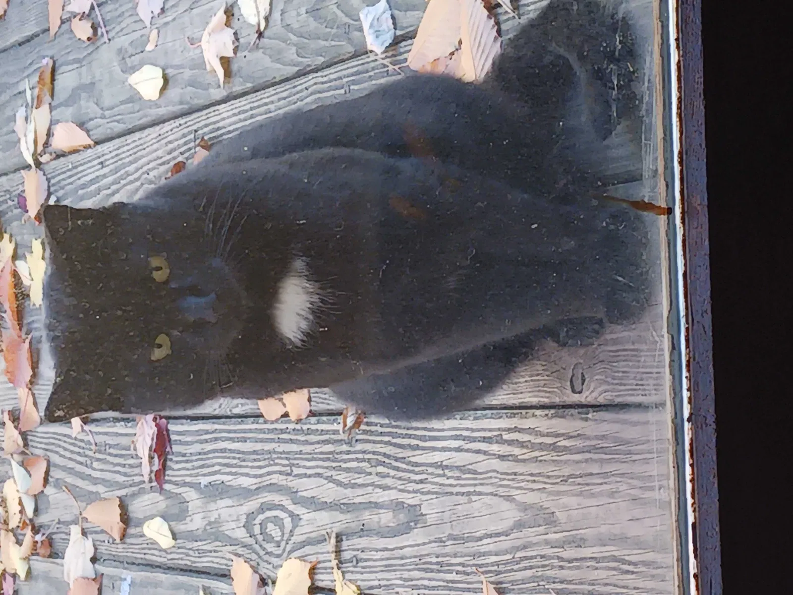 Found cat in Hilton, NY, 14468
