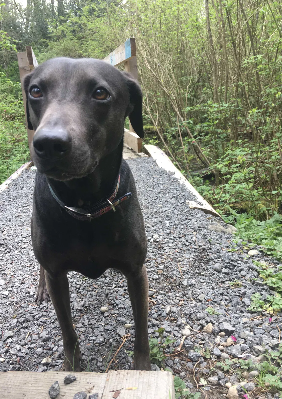 Lost dog in Seattle, WA, 98136