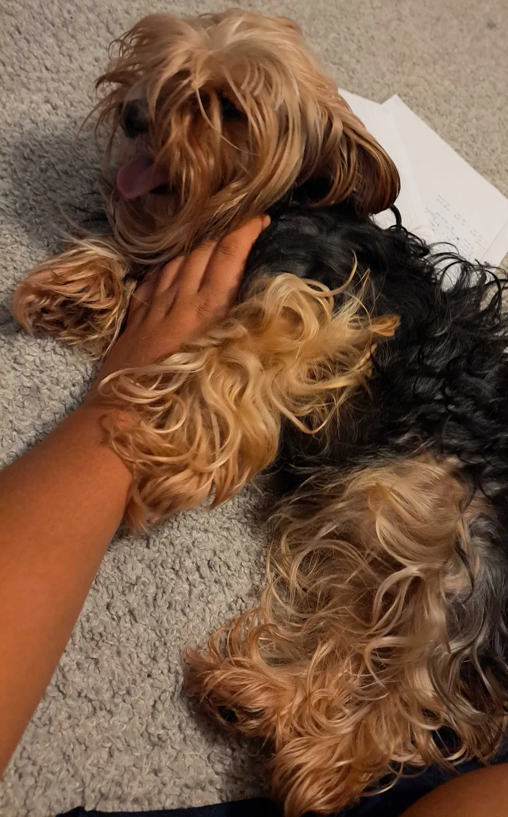 Lost dog in Katy, TX, 77494