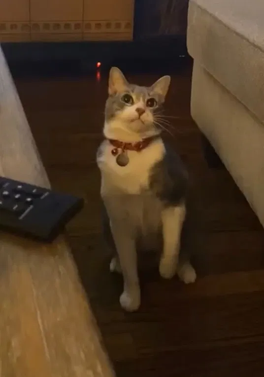 Lost cat in Corpus Christi, TX, 78411