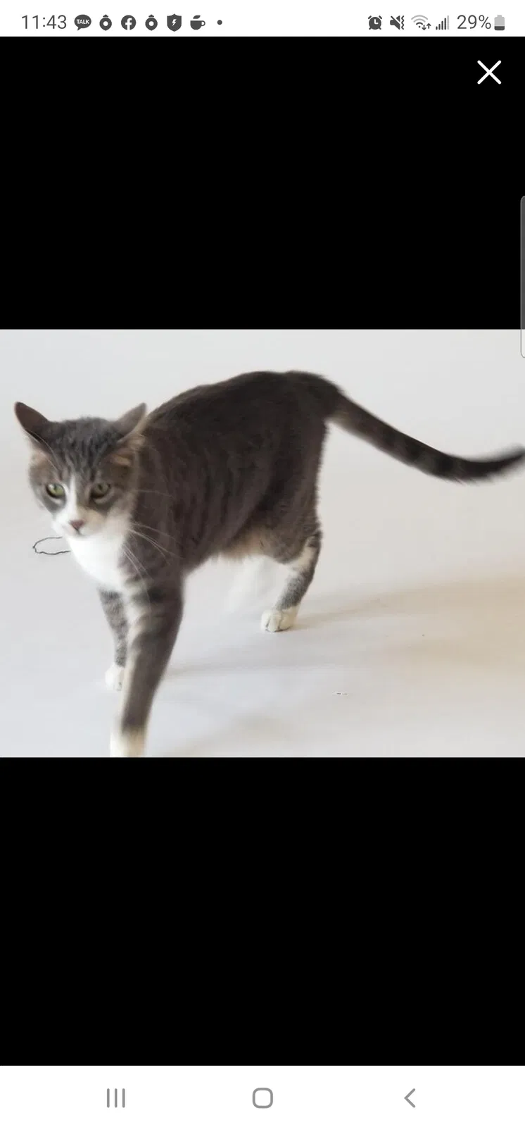 Lost cat in San Diego, CA, 92128
