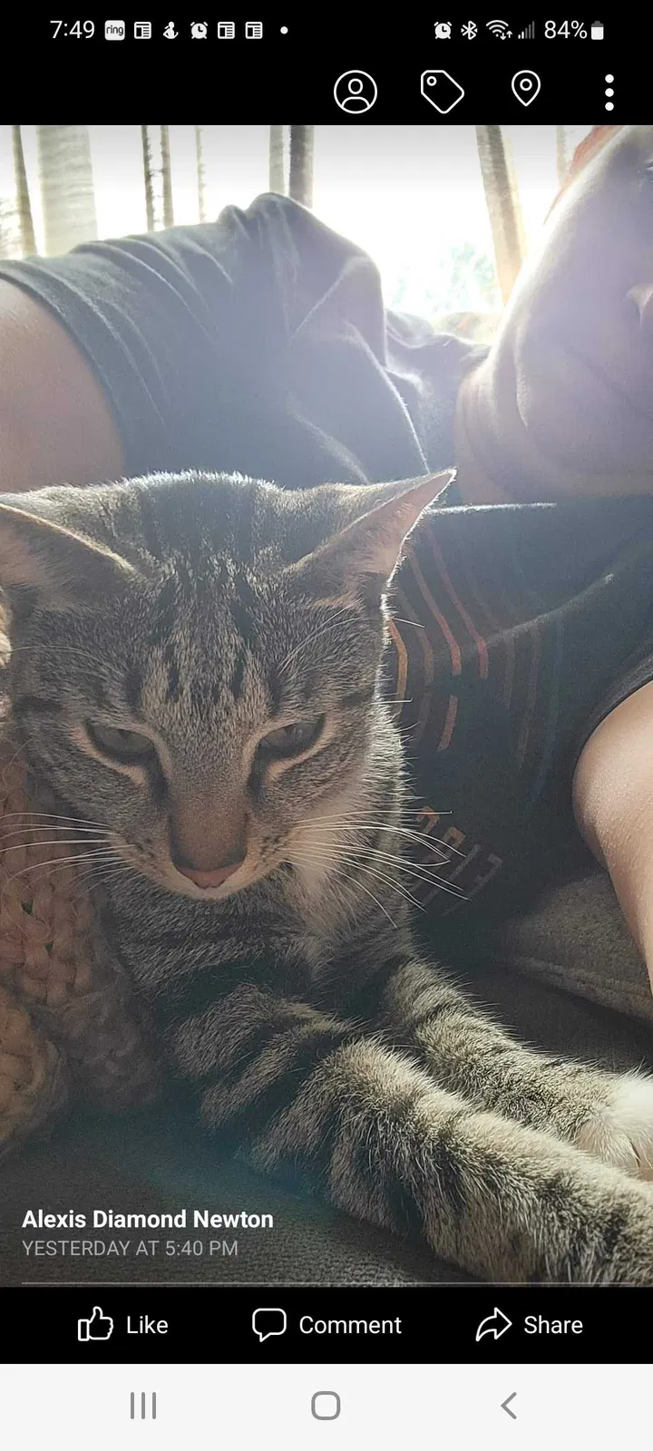 Lost cat in Lilburn, GA, 30047