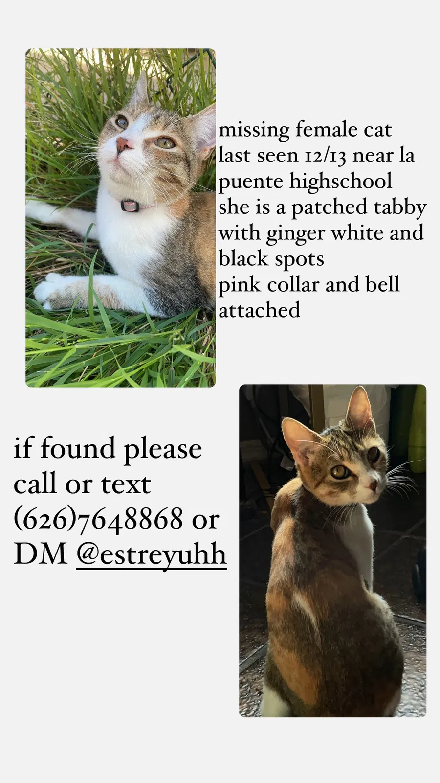 Lost cat in La Puente, CA, 91744