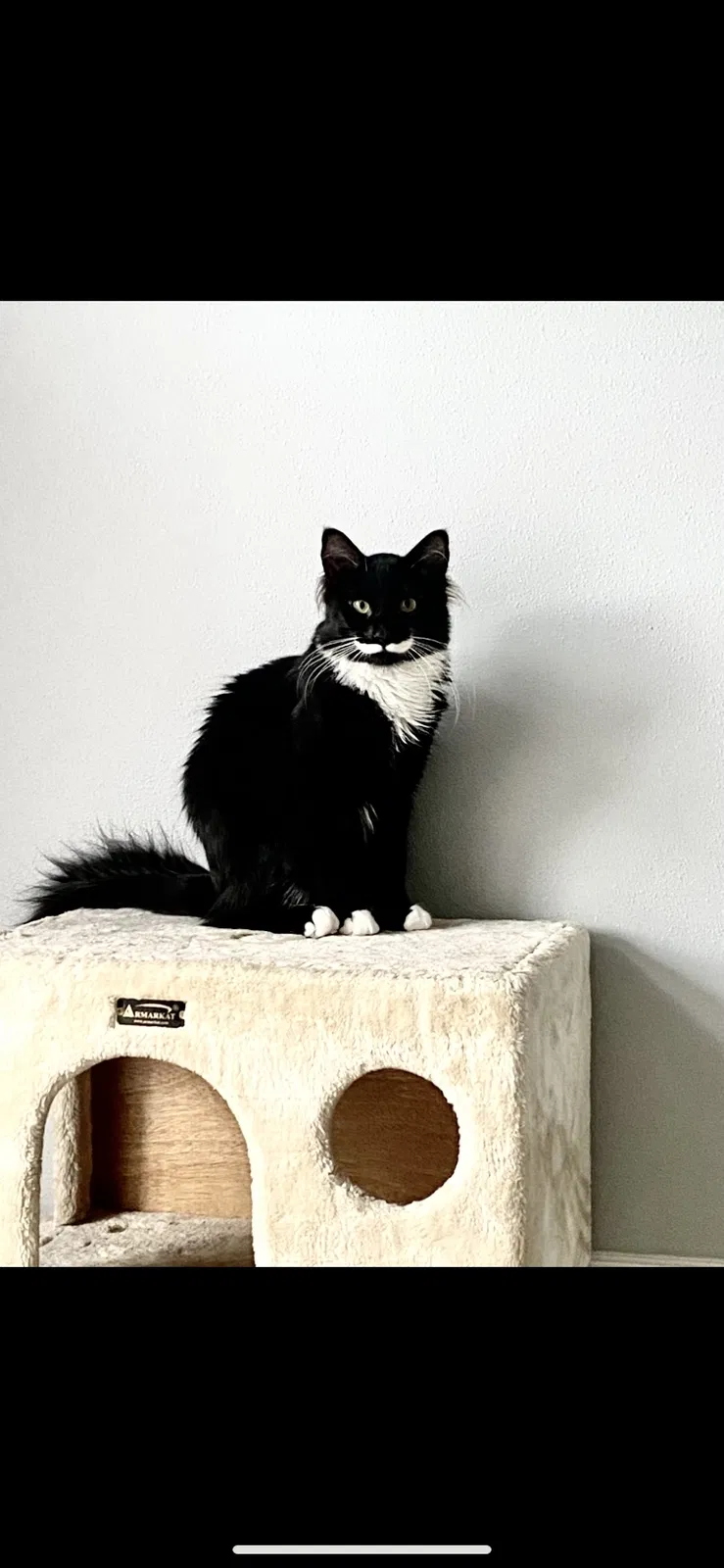 Lost cat in Orting, WA, 98360