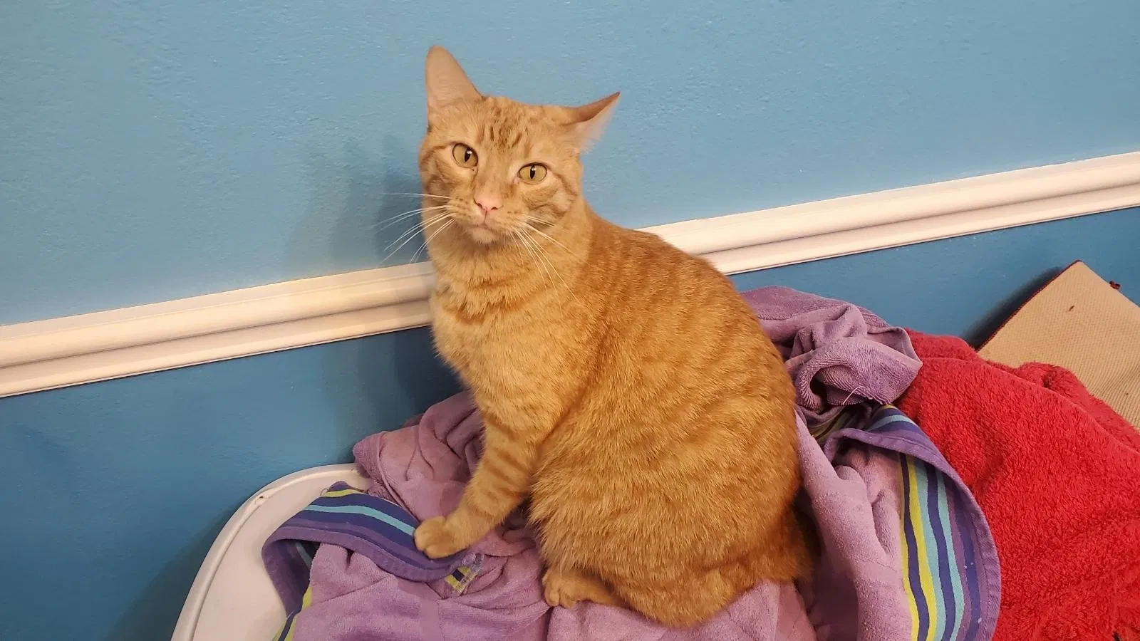 Lost cat in Dallas, TX, 75229