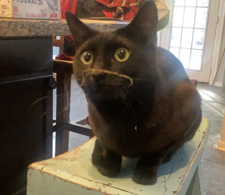 Lost cat in Spring, TX, 77382