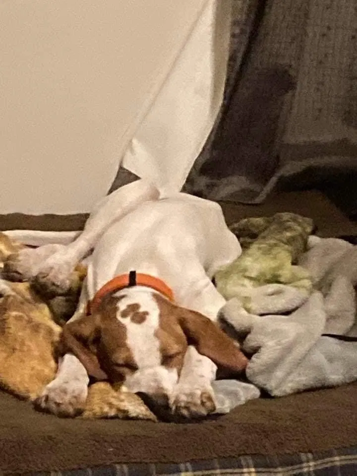 Lost dog in Flat Rock, AL, 35966
