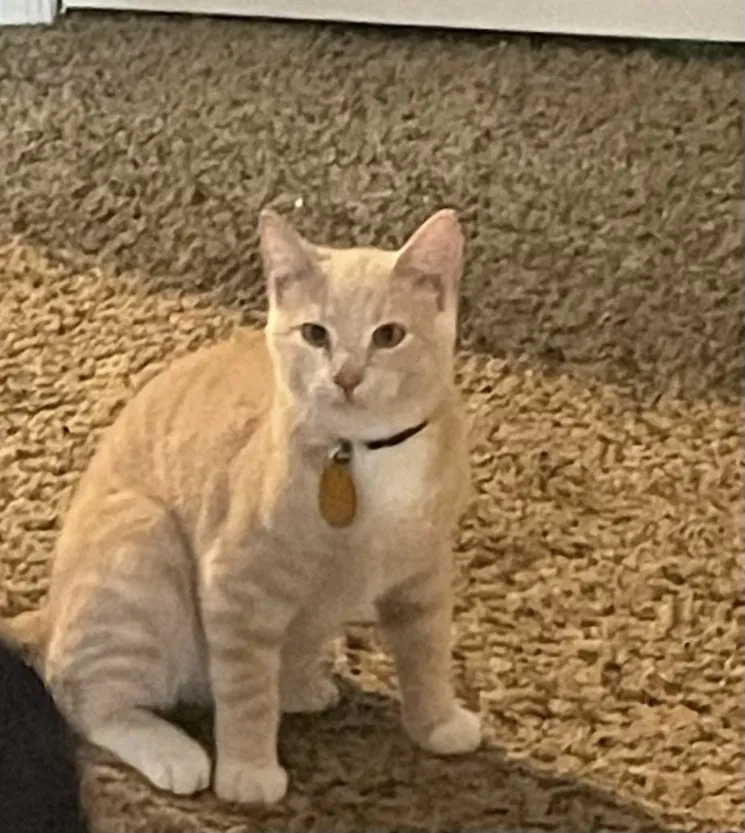 Lost cat in Cincinnati, OH, 45205