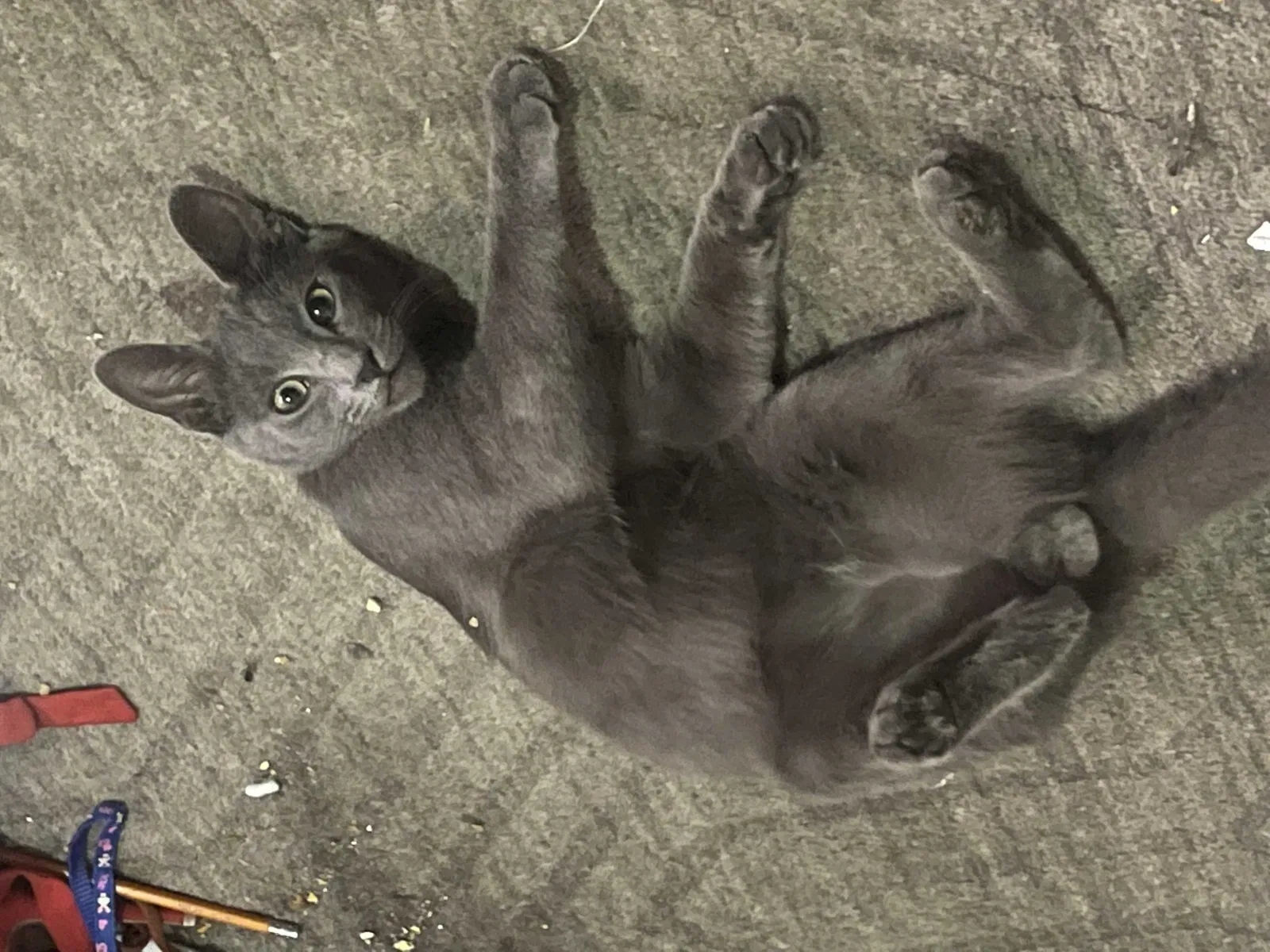 Lost cat in Los Angeles, CA, 90023