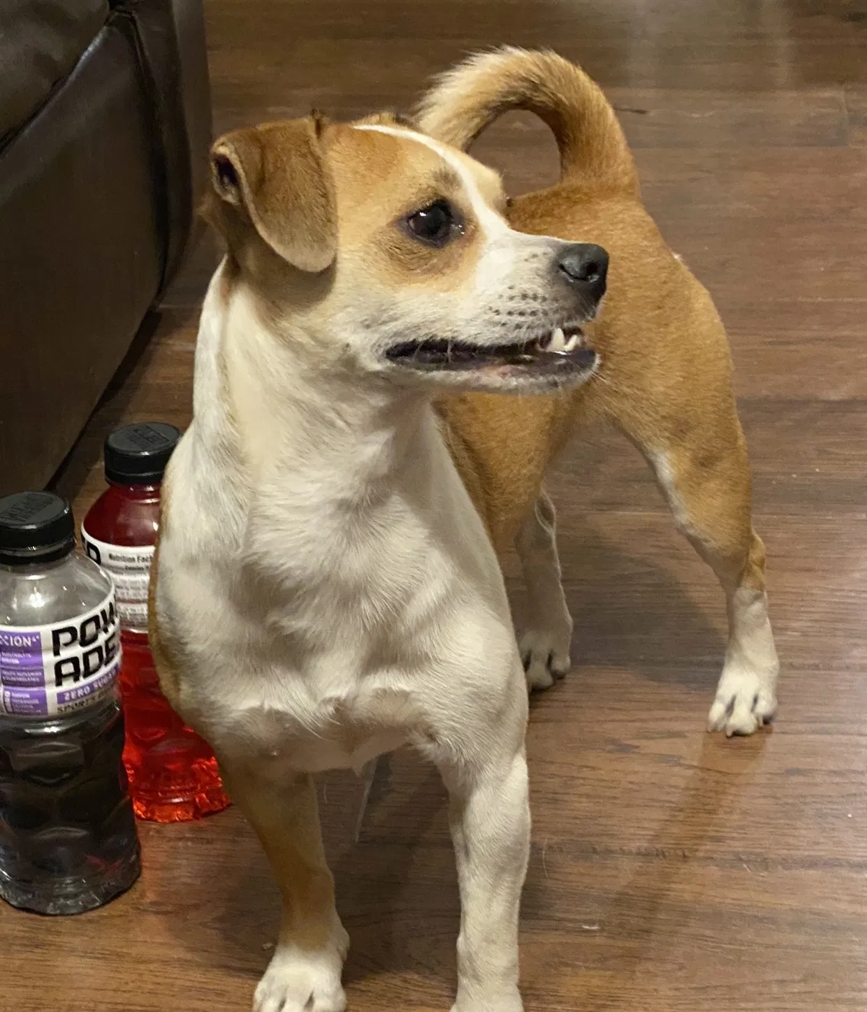Lost dog in Tulsa, OK, 74133