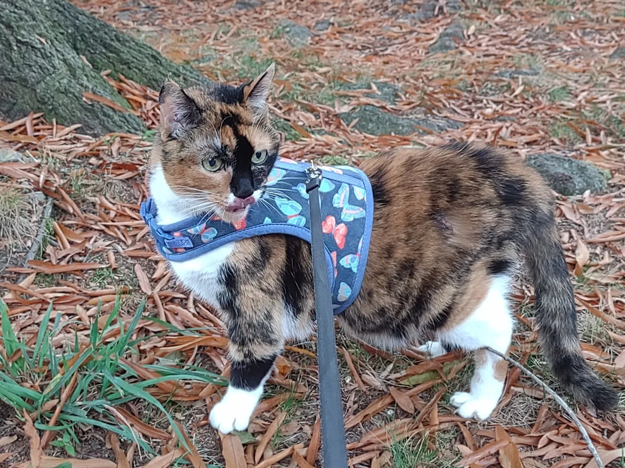 Lost cat in Nashville, TN, 37221