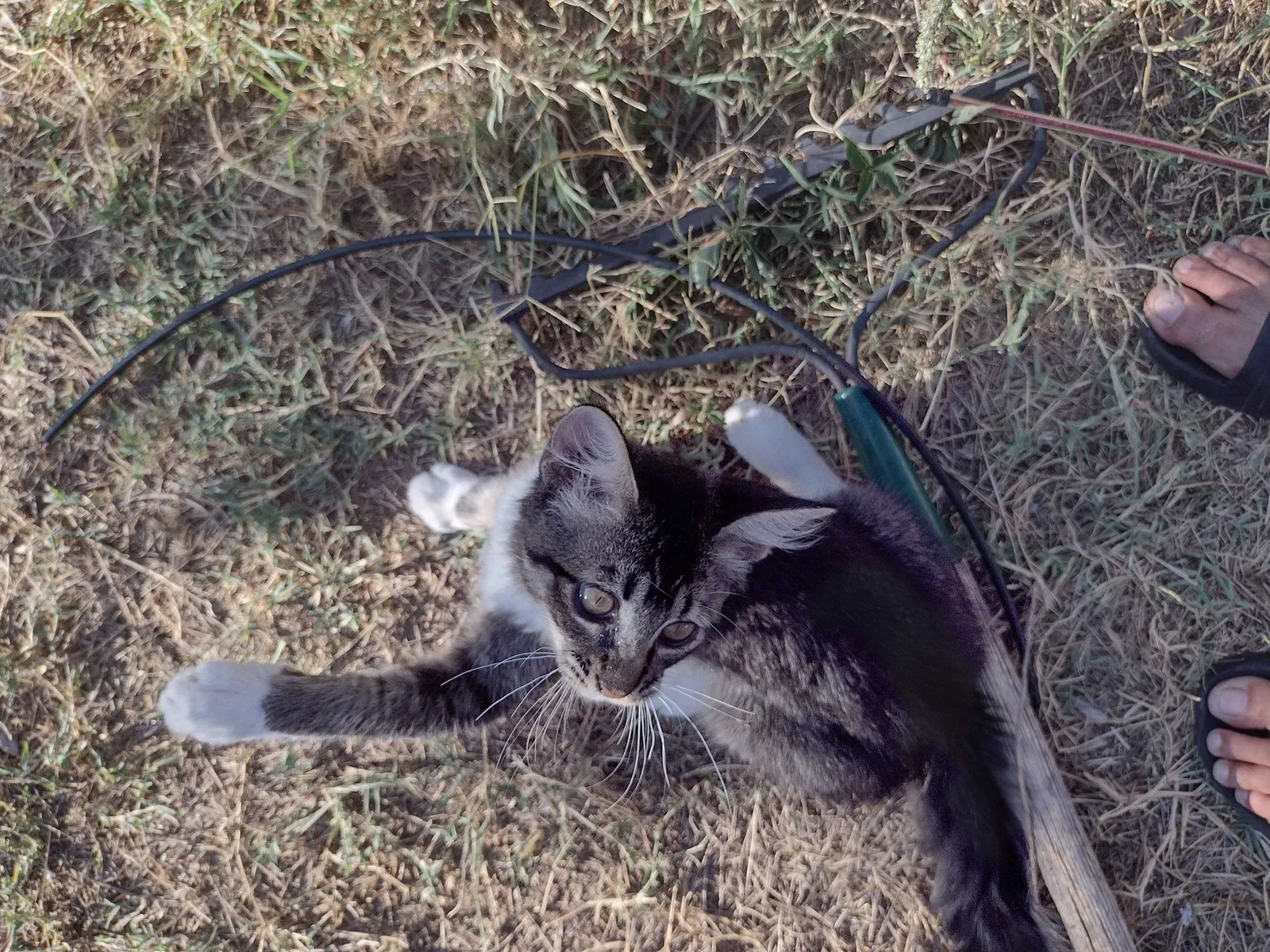 Lost cat in El Paso, TX, 79912