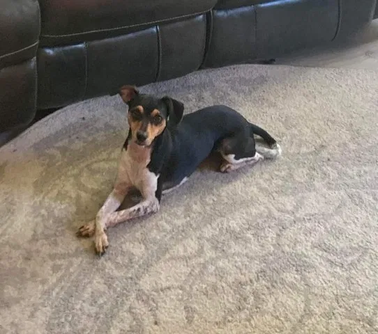 Lost dog in Burgaw, NC, 28425