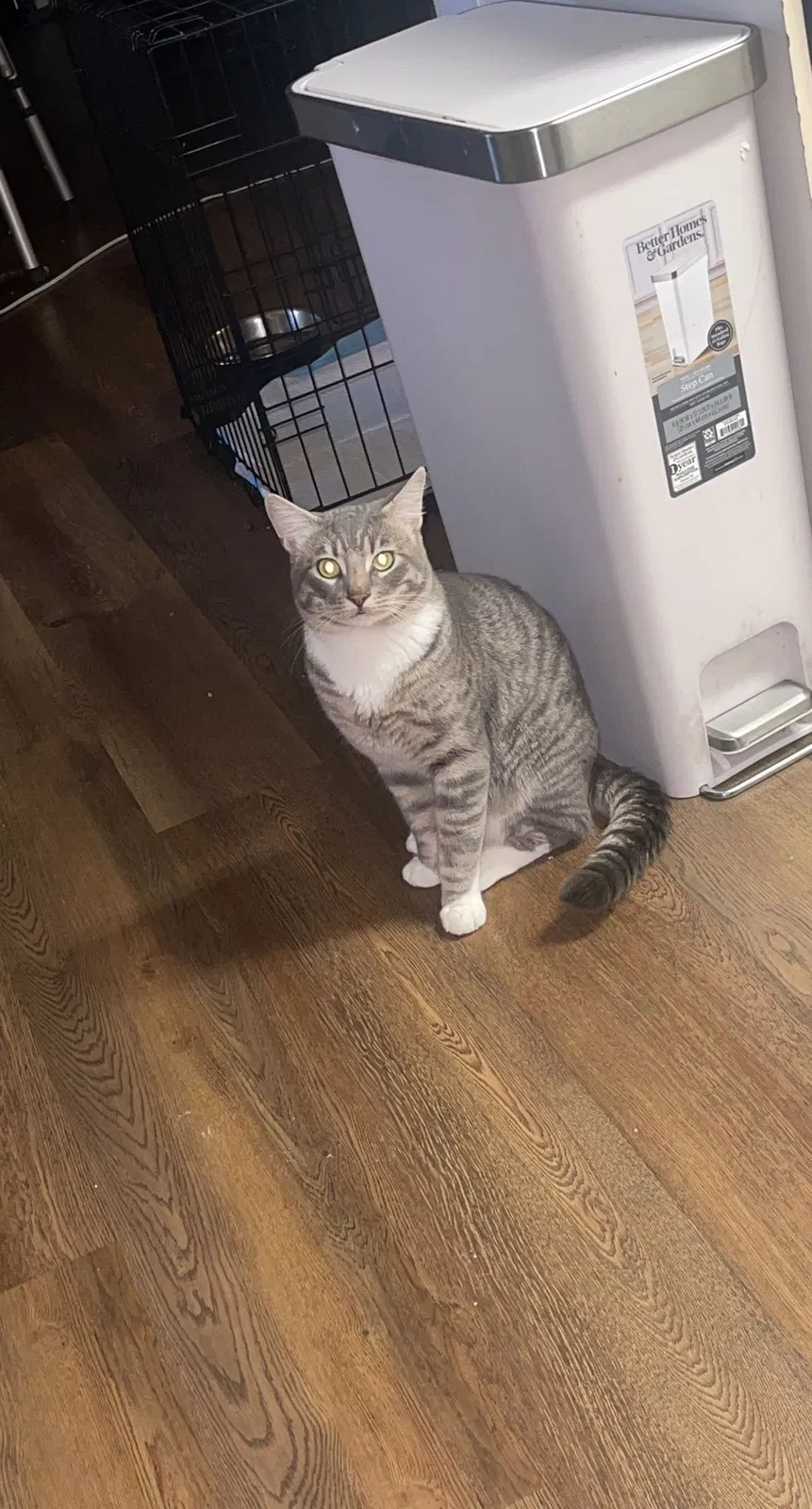 Lost cat in Port Orchard, WA, 98366