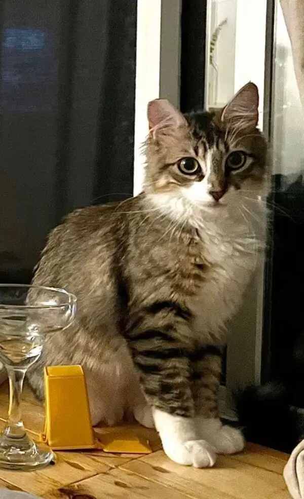 Lost cat in Santa Rosa, CA, 95409