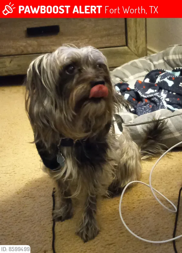 Lost dog in Fort Worth, TX, 76133