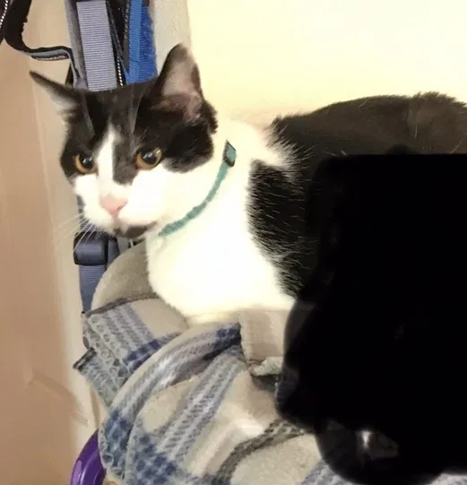 Lost cat in Dixon, CA, 95620
