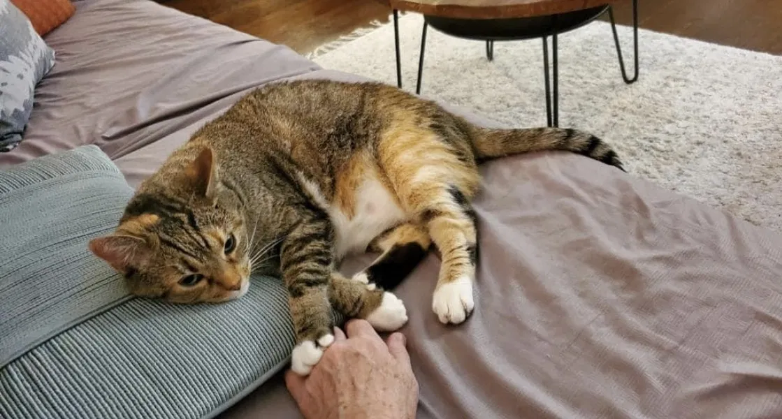 Lost cat in Antioch, TN, 37013