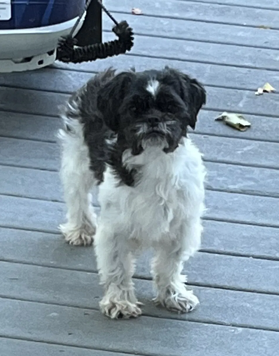 Lost dog in Massapequa, NY, 11758