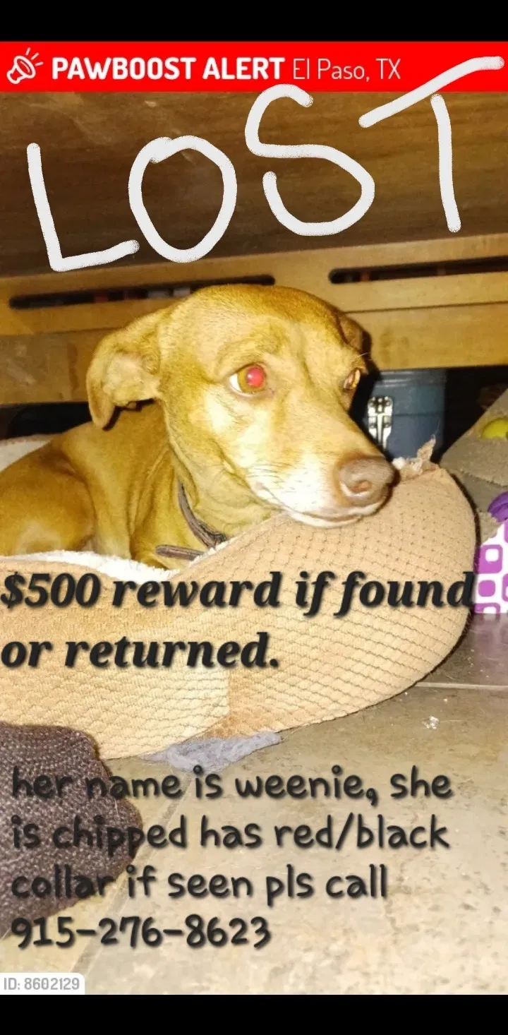 Lost dog in El Paso, TX, 79904