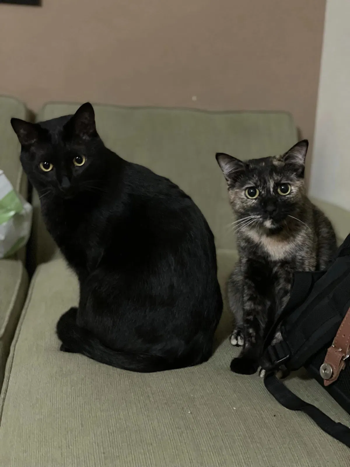 Lost cat in Lake Elsinore, CA, 92532