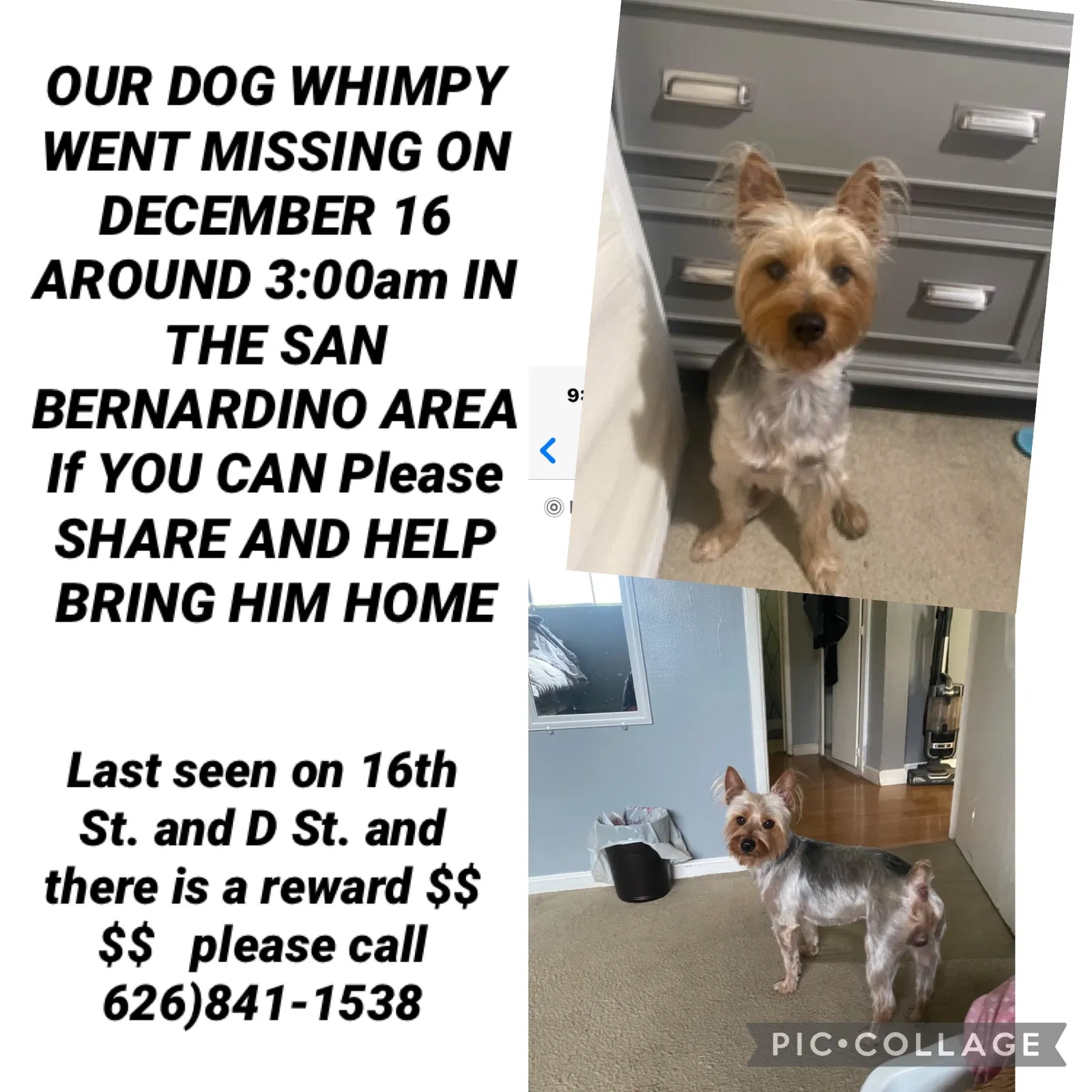 Lost dog in Unknown, CA, 90452