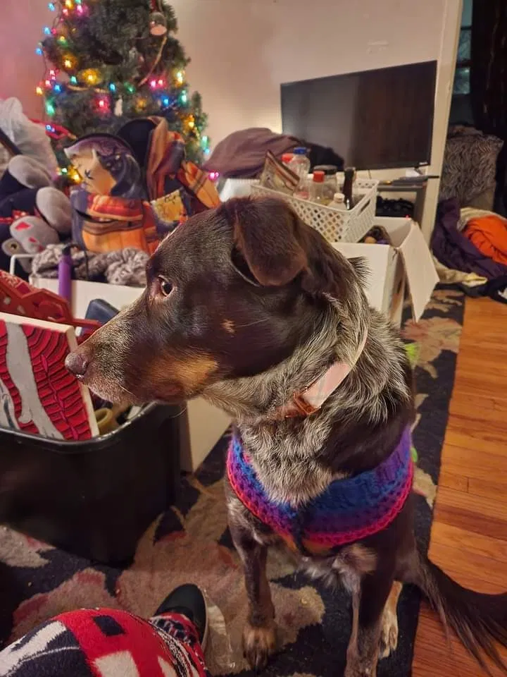 Lost dog in Des Moines, IA, 50312