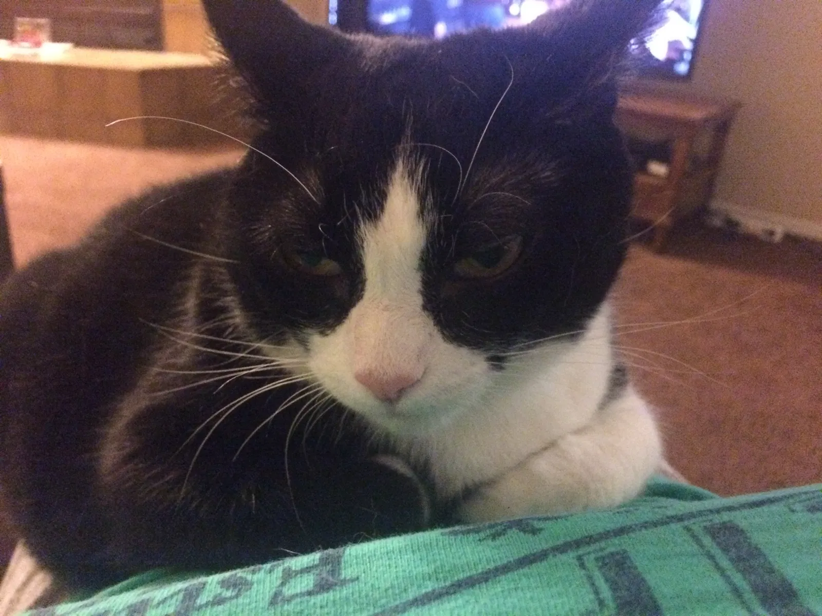 Lost cat in Fresno, CA, 93711