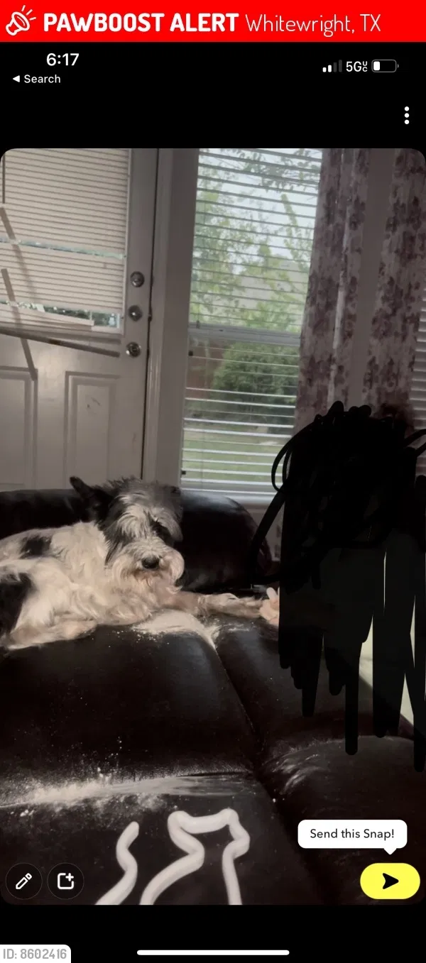 Lost dog in Whitewright, TX, 75491