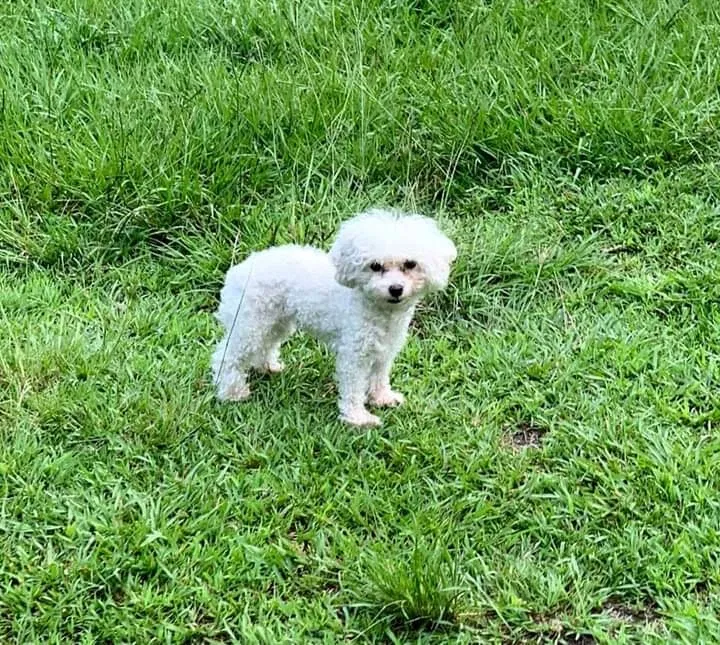 Lost dog in Hinesville, GA, 31313