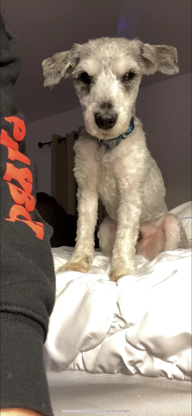 Lost dog in Oklahoma City, OK, 73132