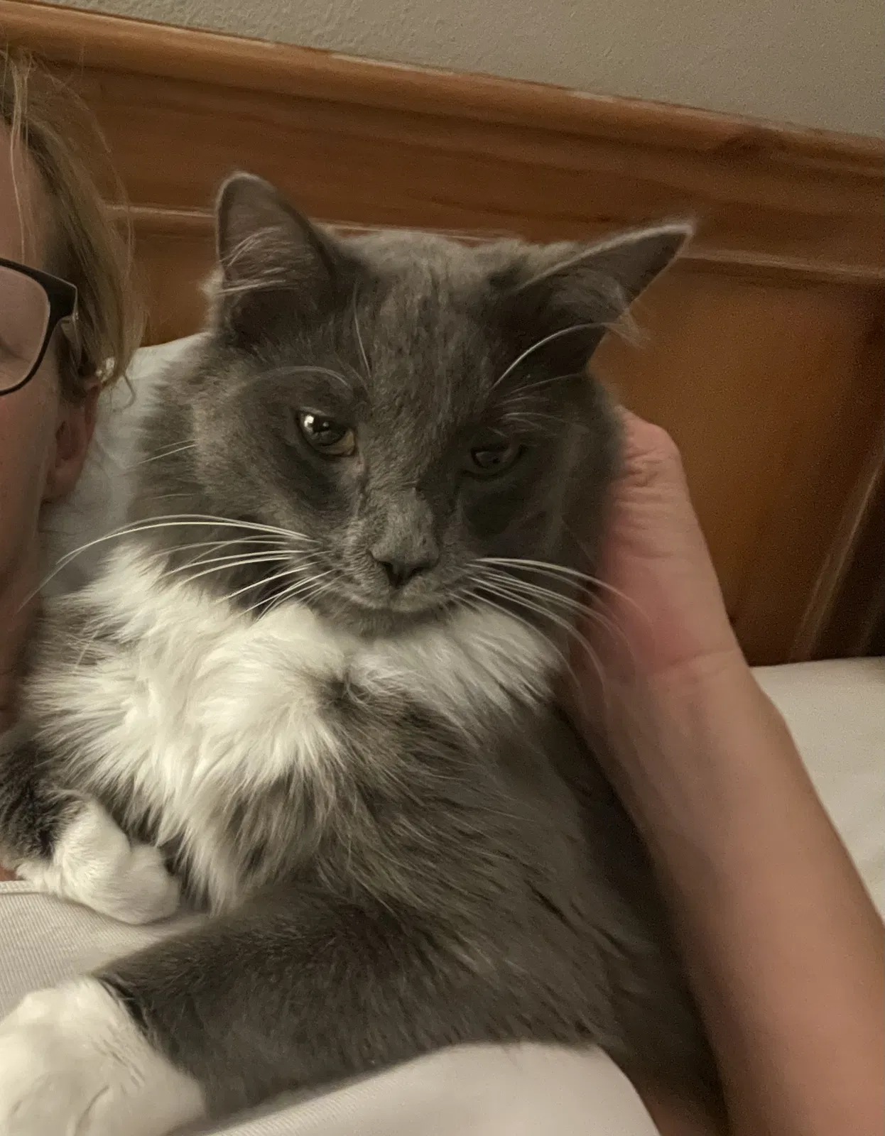 Lost cat in Portland, OR, 97202