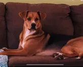 Lost dog in Pelham, AL, 35124