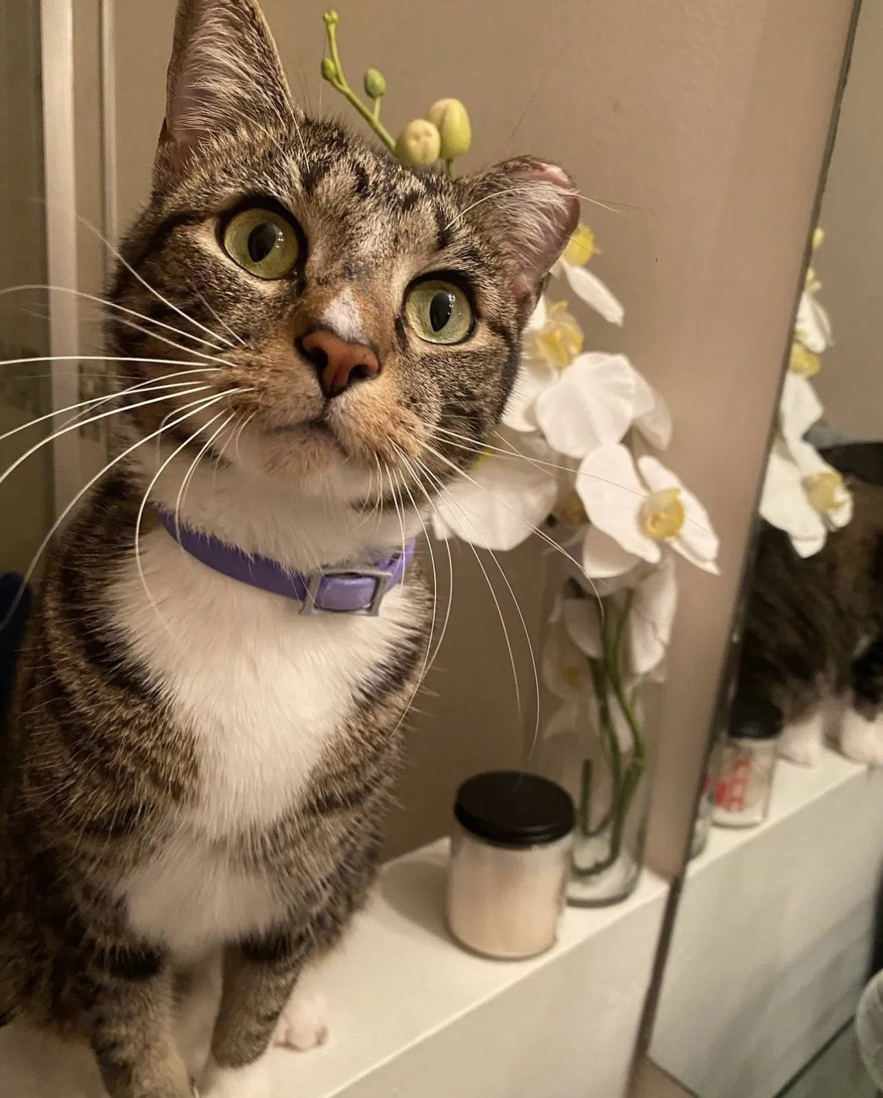 Lost cat in Hollywood, FL, 33025