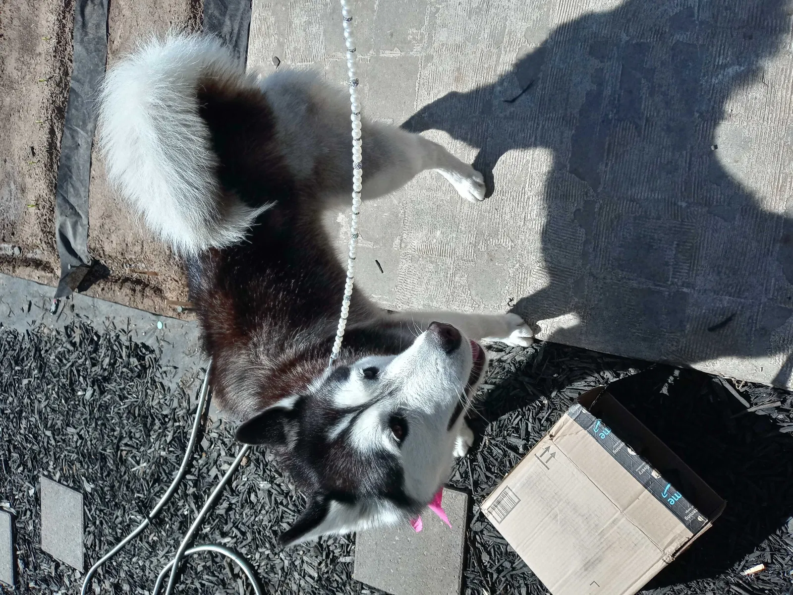Lost dog in Stockton, CA, 95205