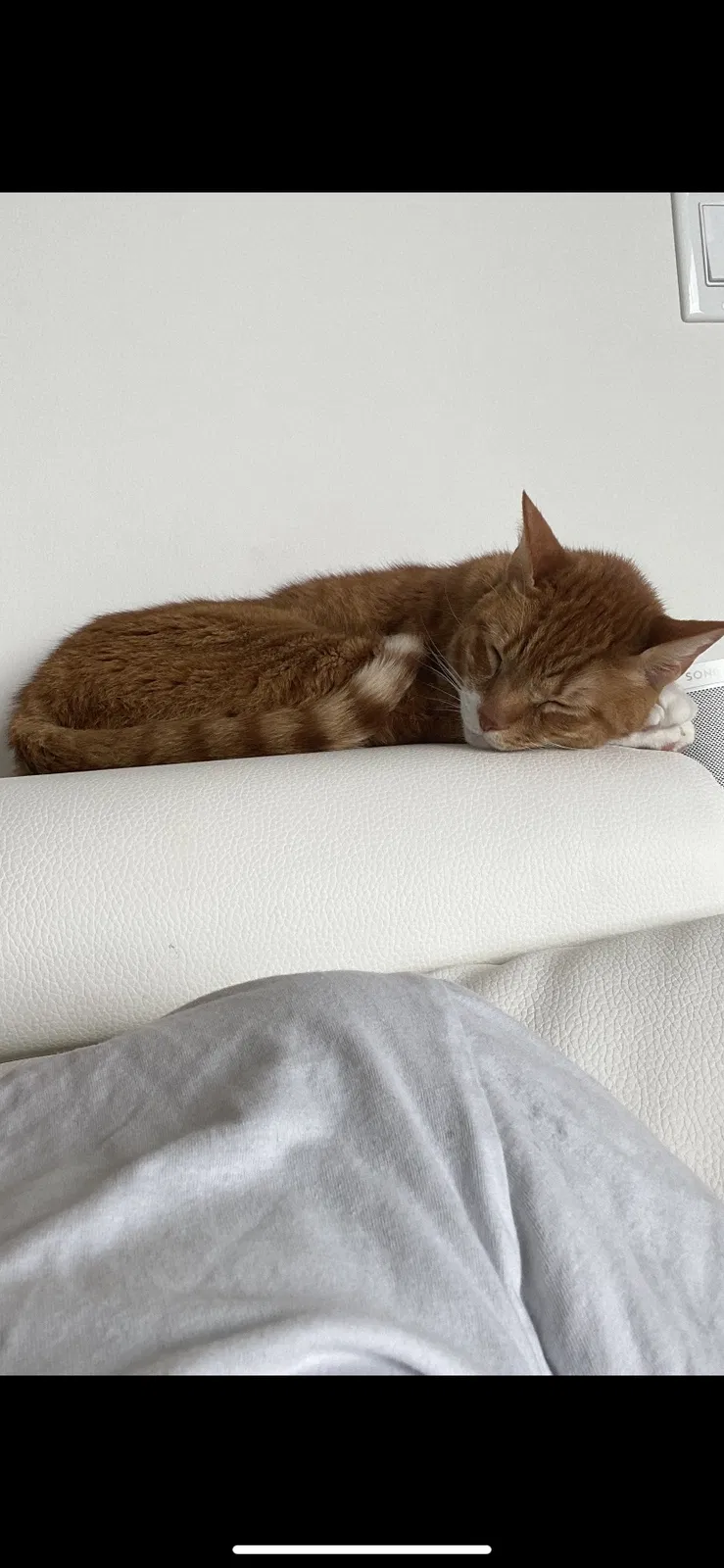 Lost cat in Miami, FL, 33177