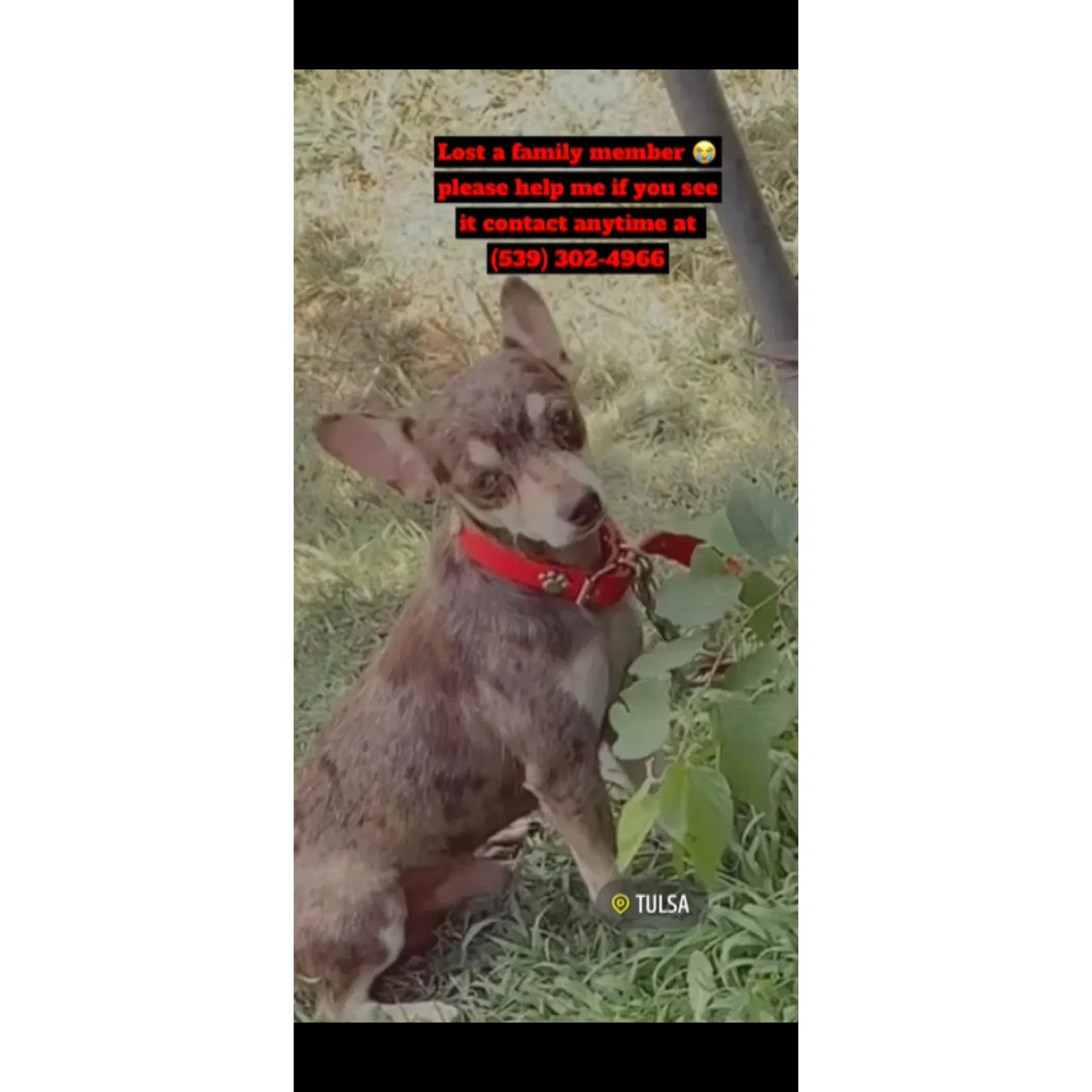 Lost dog in Tulsa, OK, 74106