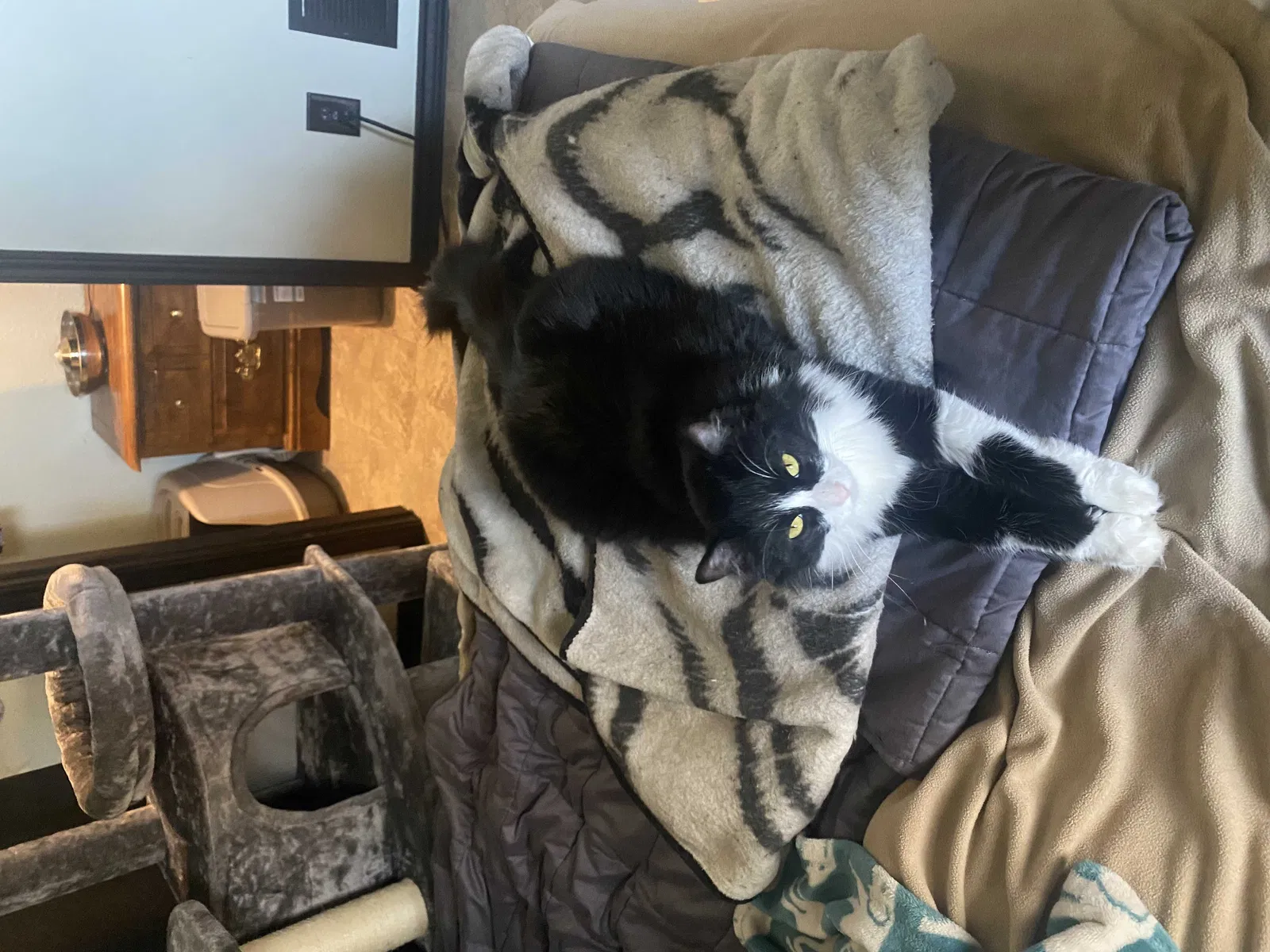 Lost cat in Waxahachie, TX, 75165
