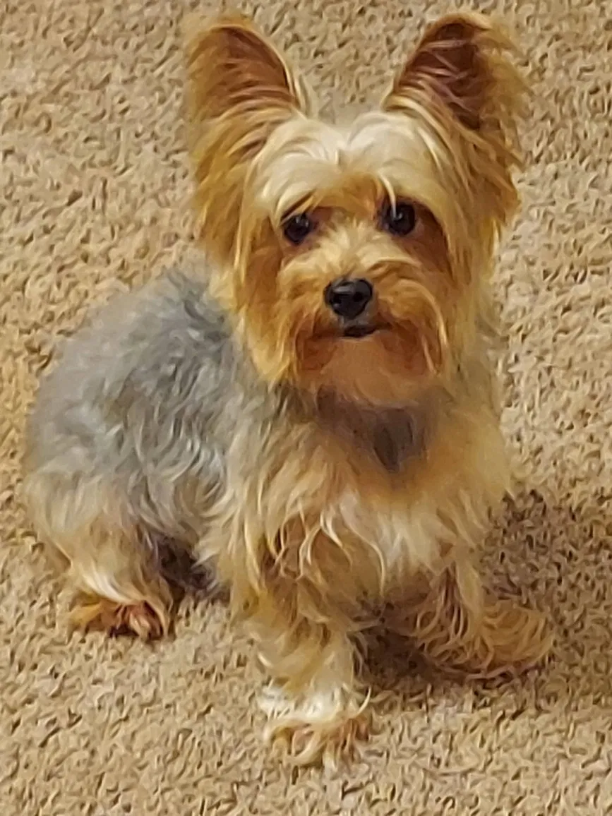 Lost dog in Charlotte, NC, 28216