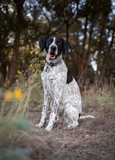Lost dog in Lewis, KS, 67552